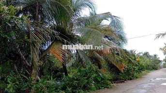 Bán lô đất trồng cây ăn quả 4100m2 đường 92CQ+5FW Cái Bè, Tiền Giang