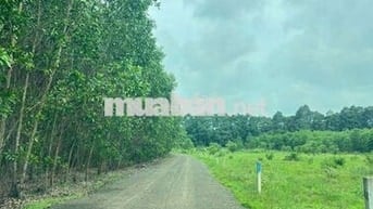 20x50 m mặt tiền đường nhựa sổ riêng, 450 tr