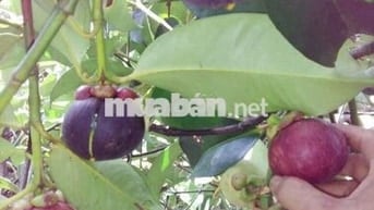 Bán đất vườn Long Khánh, vị trí đẹp ngay Bình Lộc Cây Da