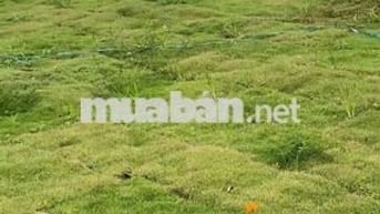 Bán DN Lộc Đức, Bảo Lâm, Lâm Đồng, 810 triệu, 157.1m2