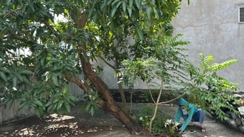 Bán nhà cấp 4, Diện tích 168 mét, Giá 9 Tỷ.