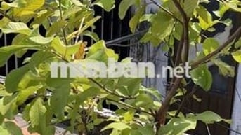 Bán nhà nhỏ 3 tầng P.12 Gò Vấp – Quang Trung, giá 2.5 tỷ