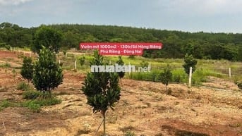 Bán vườn trái cây rào sẵn, giá siêu hạt dẻ!