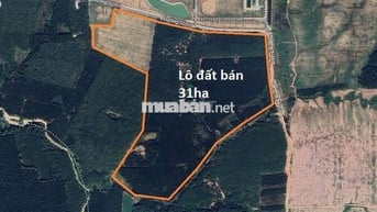 CẦN BÁN GẤP 31ha ĐẤT CLN – 2km MẶT TIỀN ĐƯỜNG NHỰA SỐ 11