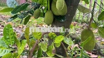 Bán lô đất vườn mít đang trái 1200m2 nở hậu