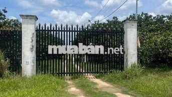 Thanh lí nhanh vườn bưởi chỉ 180tr