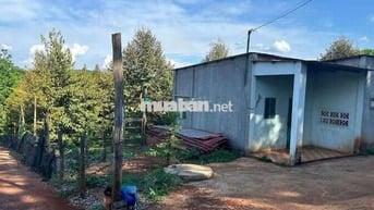 Chủ cần bán gấp nhà và vườn sầu riêng