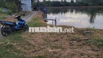 🌿 CẦN BÁN ĐẤT NÔNG NGHIỆP XÃ NHƠN ĐỨC – HUYỆN NHÀ BÈ 🌿