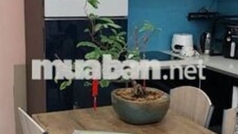 CHO THUÊ CĂN HỘ 2PN - 2WC RUBY CELADONCITY 5P QUA AEON TÂN PHÚ.