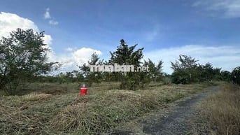 📌 (Chính chủ) Cần bán 2công4 đất lúa giá rẻ tại Châu Thành, LA cũ