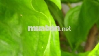 Đất chính chủ Cách cầu sắt Nguyễn Thái Sơn gò vấp 500m