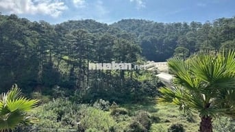 Lô đất 252m2 thổ cư view rừng thông cực đẹp Hoàng Hoa Thám 7,9 Tỷ
