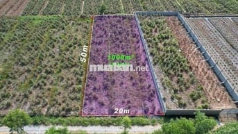 1000m Đất Vườn Đẹp Vuông Vức 20x50m