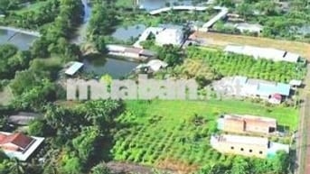 Quá ngộp, 1172m2 đất có 295m2 thổ cư 22 x 51m, chốt 850tr