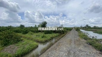 Đất vườn 1.000m² Bến Lức, hẻm ô tô đường 816 – sổ riêng, vị trí đẹp, g
