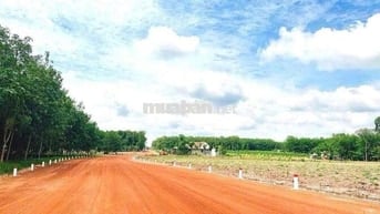 CHÍNH CHỦ CẦN BÁN GẤP 260m2 + 100 THỔ CƯ NGAY KCN CHƠN THÀNH