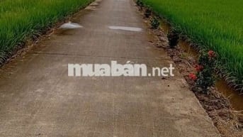 Chính chủ ! giá rẻ ! Bán 127,8m2 thổ , sổ hồng sẵn , Tân Trụ , Long An