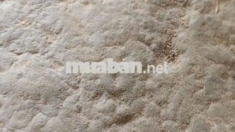 Xe máy Raider xác xe