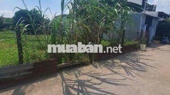 BÁN LÔ ĐẤT BÌNH NHÂM 5m x30m - THUẬN AN Bình Dương