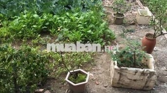 HÀNG MỀM, 30M2 ĐẤT PHÚC LỢI, LONG BIÊN, GIÁ CỰC TỐT