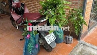 BÁN NHÀ SÂN VƯON XE HƠI 135M2 XÂY KIỂU PHÁP DƯONG HUỲNH VĂN LŨY TT TP
