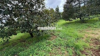 Chủ ngộp sang nhanh 1227m2 đất vườn Phú Giáo giá rẻ
