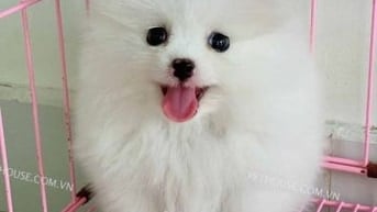 Chó cảnh mini lông trắng siêu đáng yêu