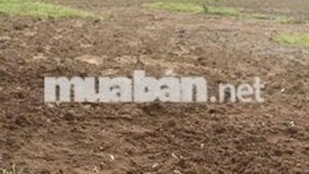 đất sào đồng phú đồng nai giá rẻ