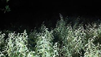 Công ty Đấu giá hợp danh Sao Việt