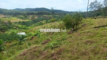 Bán đất vườn CLN tại Tp Đà Lạt, hh 3%