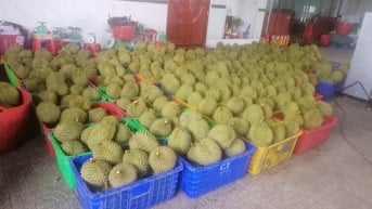 Xem tuổi Giáp Tuất xây nhà năm 2024 - Cẩn trọng tài lộc Bán nhà xưởng có 5 kho lạnh lớn sức chứa 400 tấn