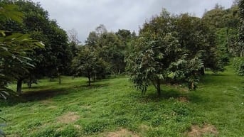 BÁN GẤP LÔ ĐẤT VƯỜN TRÁI CÂY SIÊU ĐẸP . GIÁP SÔNG ĐẠI BÌNH , 1 HA GIÁ