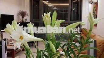 CHO THUÊ NHÀ NGUYÊN CĂN MẶT TIỀN ĐƯỜNG SỐ 92 NGUYỄN PHI KHANH Q1