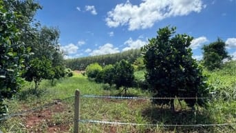 BÁN ĐẤT VƯỜN SẴN CÂY 1000m2 , ĐỒNG PHÚ, ĐỒNG NAI