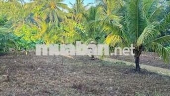 Nhà bán xã An Hiêp 1245m2 Bến tre