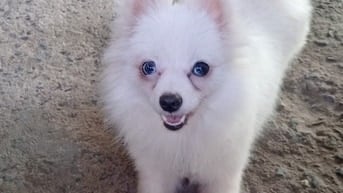 Cún Phóc Cái Thuần Chủng - Lông Trắng Mắt Xanh 