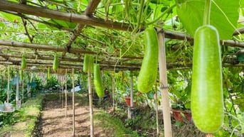 Ẩm thực Sinh thái Bình Chánh cần quản lý 5 năm kinh nghiệm