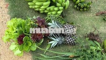 CHÍNH CHỦ CẦN TIỀN bán 629tr Đất Di Linh Sổ Hồng, Vay 65%, View