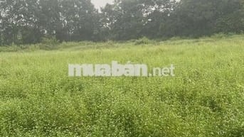 Bán đất trồng cây hàng năm diện tích 893m2,chính chủ,Tình Tây Ninh(LA)