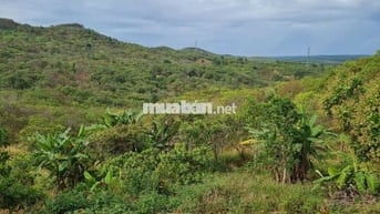 Chủ lớn tuổi không canh tác gửi bán 1.3ha đất vườn giá 650 triệu.