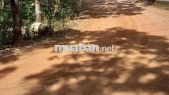 Ngộp bank sang gấp lô đất vườn >1000m2 giá rẻ, công chứng ngay