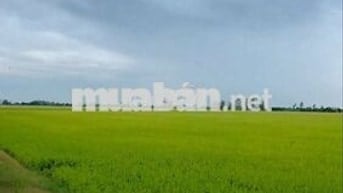 Đất ruộng đẹp, đất 3 vụ, xe 2 bánh tới đất