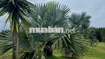 Ngộp Bank giảm giá sâu Quỹ đất 4,7ha mặt tiền Sân Bay Long Thành!