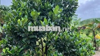 BÁN LÔ ĐẤT 46923,5 đường nhựa song hành, cao tốc long thành dầu dây