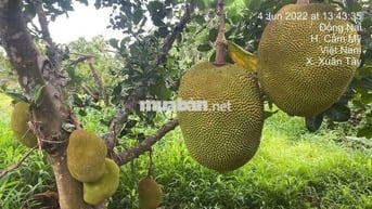 BÁN ĐẤT SÀO CÓ 200M THỔ TẶNG NHÀ KIÊN CỐ,CẨM MỸ ĐỒNG NAI