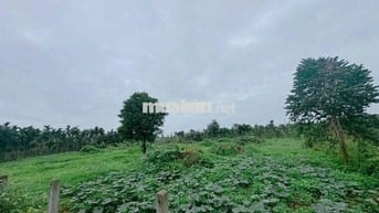 BÁN ĐẤT ĐẸP LÀM HOMESTAY NHÀ VƯỜN ĐẮK LẮK - VIEW CÁNH ĐỒNG RUỘNG