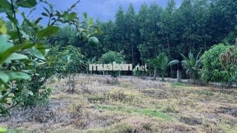 Đất trồng cây, Diên đồng Diên Khánh Hòa