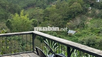 🌿 BÁN GẤP 1500M² VƯỜN VIEW ĐỒI THƠ MỘNG GẦN HỒ TRỊ AN – GIÁ 800TR/SÀO