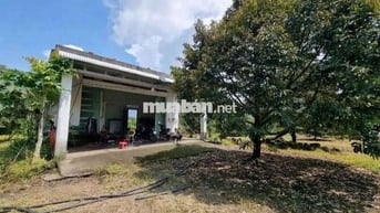 🌳 CẦN BÁN GẤP VƯỜN SẦU RIÊNG CÓ NHÀ VƯỜN ĐẸP 🌳