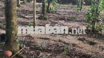 bán đất thổ cư gần sân vận động xã đức phú